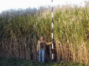 miscanthus Biofuel